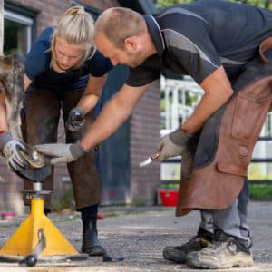 Module 2 - Eigen paard