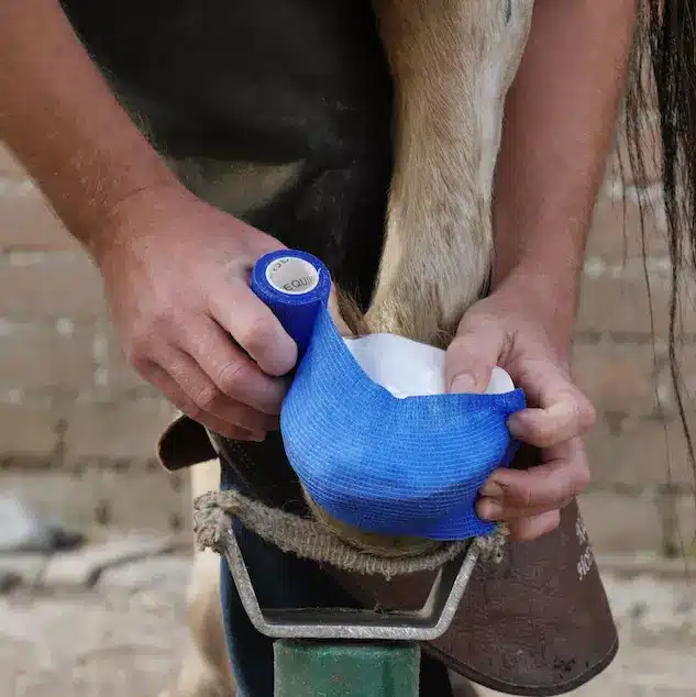 Een hoefzweer bij je paard herkennen, behandelen en voorkomen