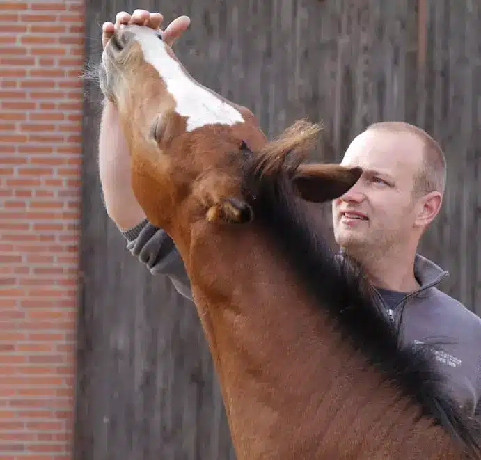 Correcties in hoef- en beenstand bij veulens