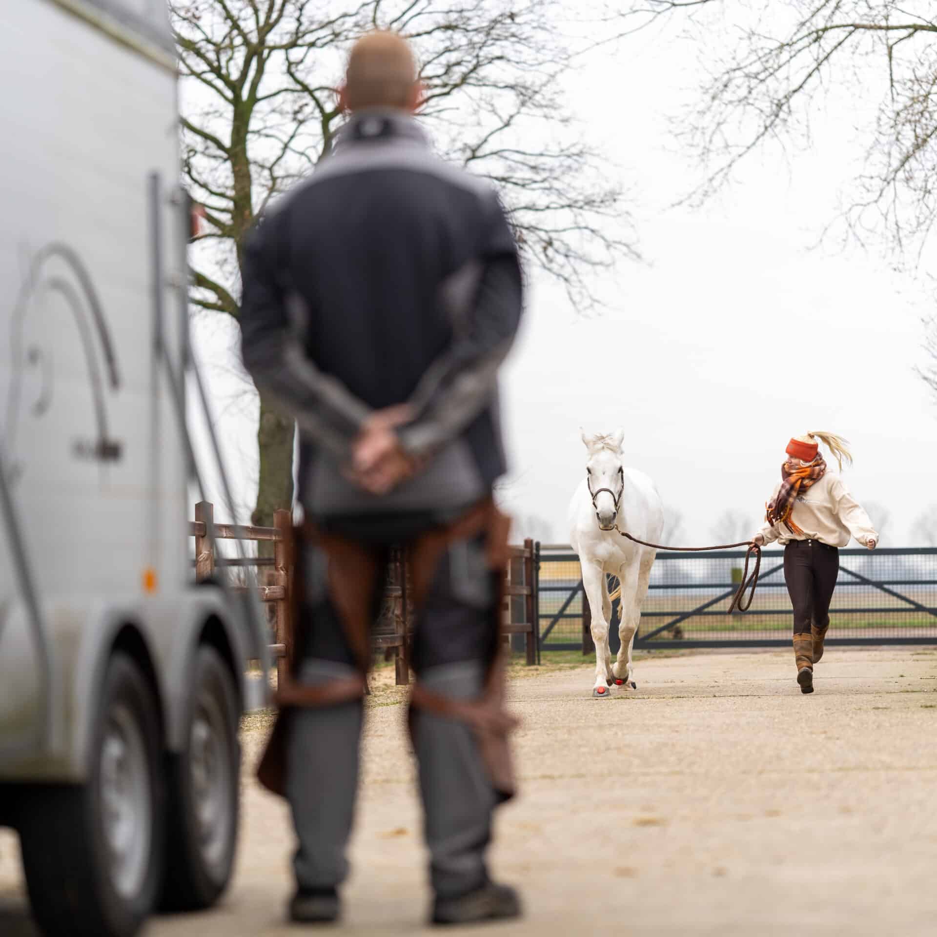 Paard