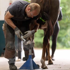 Hoefspecialist Klaas Feuth behandeling van hoefproblemen paard