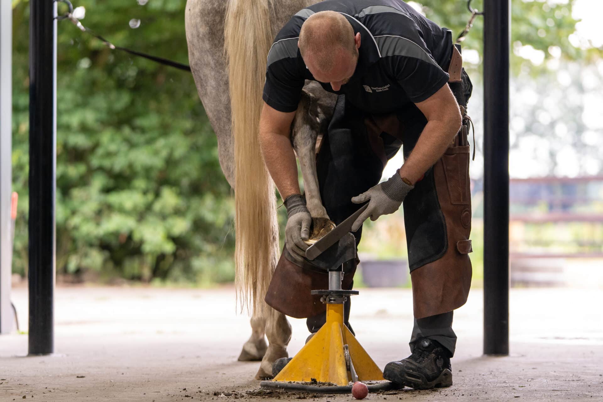 Paard